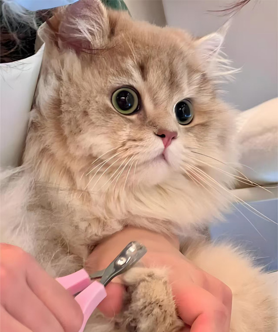 Katua apaintzeko produktuak: zure kitty garbi eta eroso mantentzea